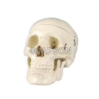 Human Skull Model, Plastic Human Skull Model, Plastic